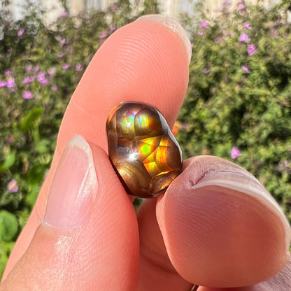 A loose, freefrom cabochon cut Mexican fire agate stone.  The stone has red, green, yellow, and purple banding.