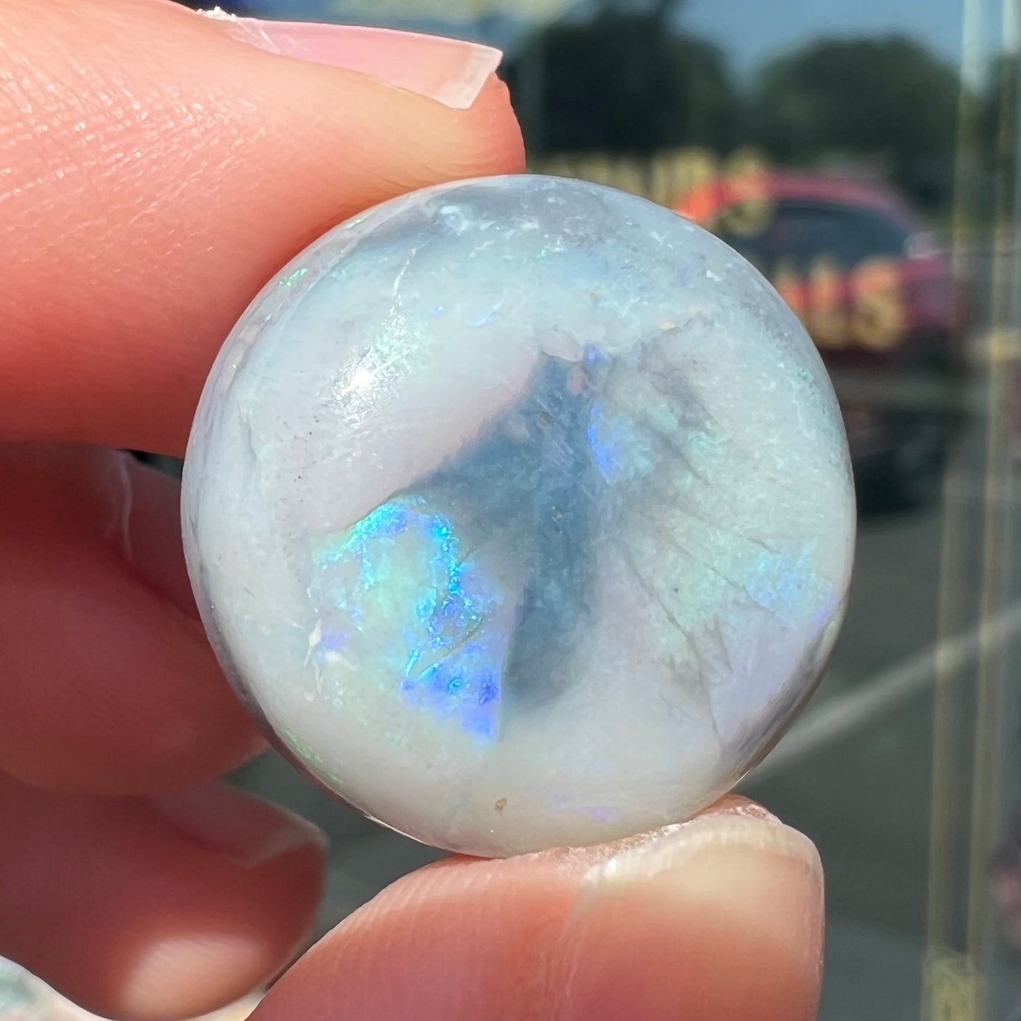 A round cabochon cut Lightning Ridge opal stone that has a picture of a bird of paradise.