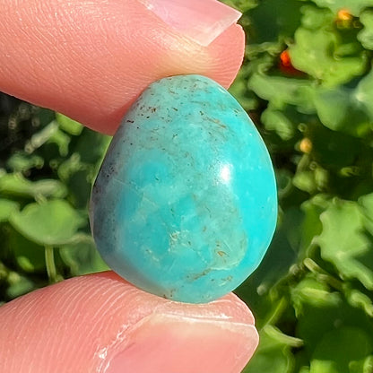 A blue-green turquoise stone from the Pilot Mountain Mine in Nevada.