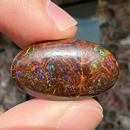 An oval cabochon cut boulder opal stone with green, blue, purple, and red play of color.