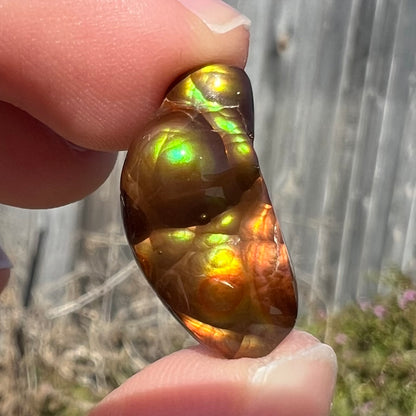 A loose, freeform shaped fire agate stone.  The fire agate has red, orange, and yellow colors on one side, and the other has green and blue colors.