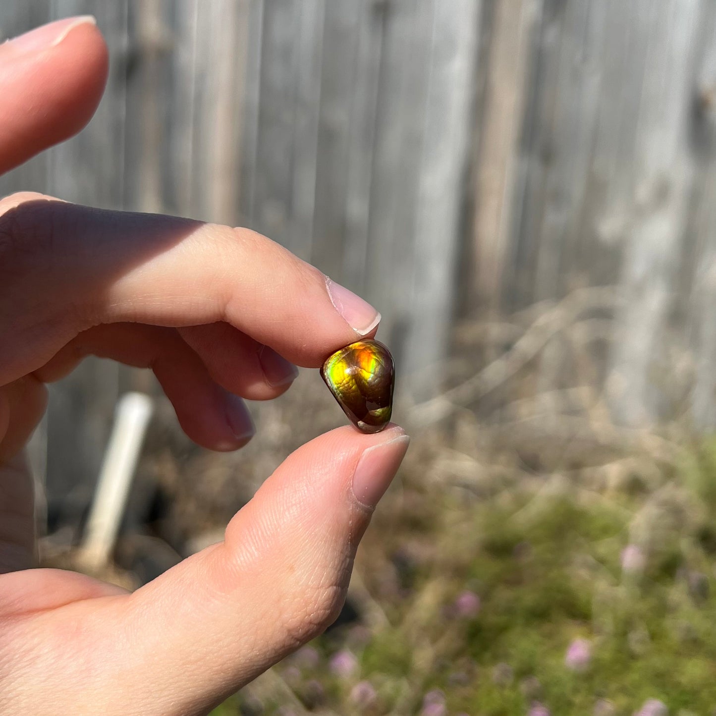 A freeform shaped fire agate cabochon with green and red iridescence.