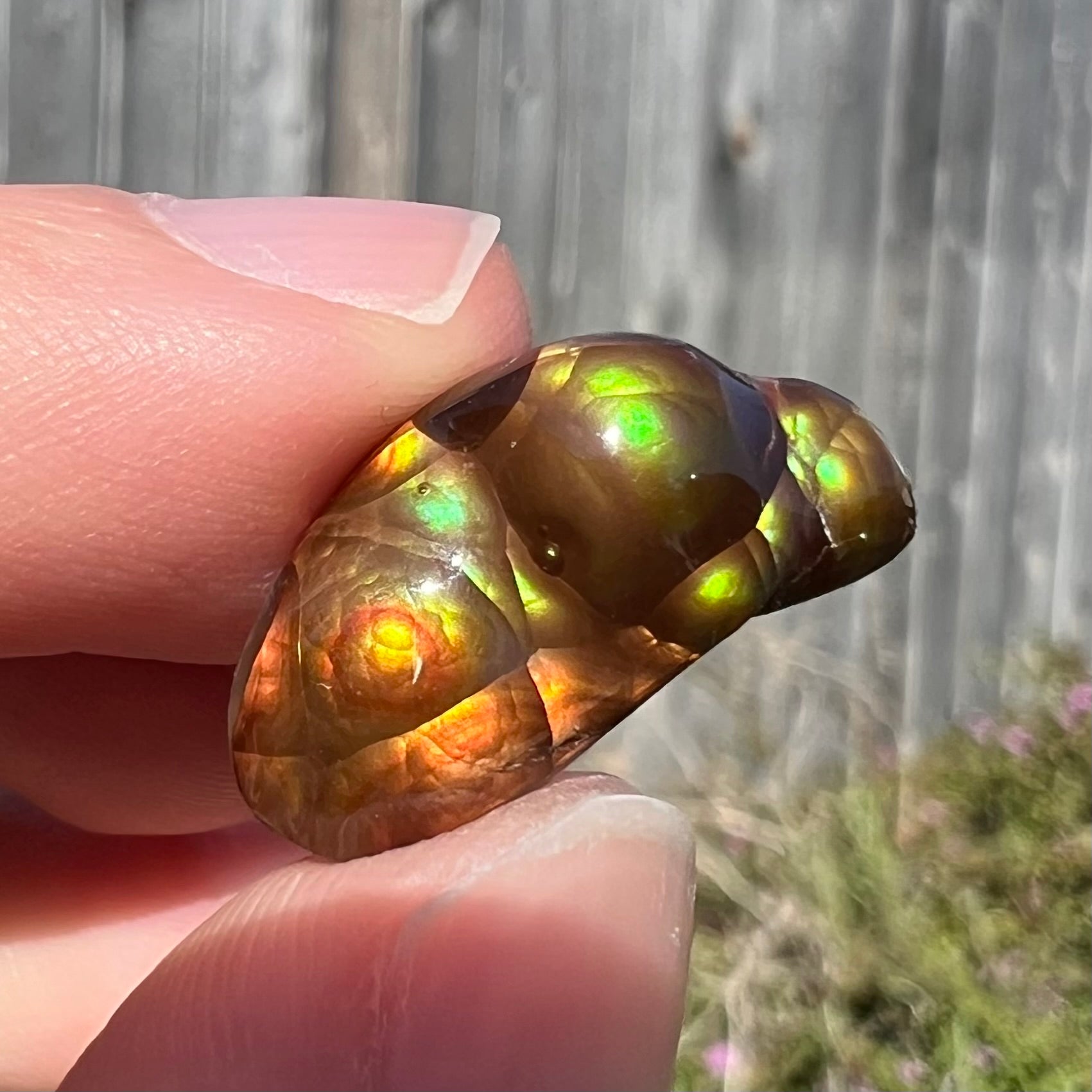 A loose, freeform shaped Mexican fire agate stone.  Its shape resembles a fish swimming.