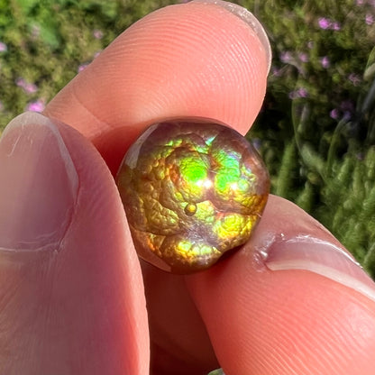 An iridescent green, yellow, and red Mexican fire agate stone.  The stone is an off-round cabochon.