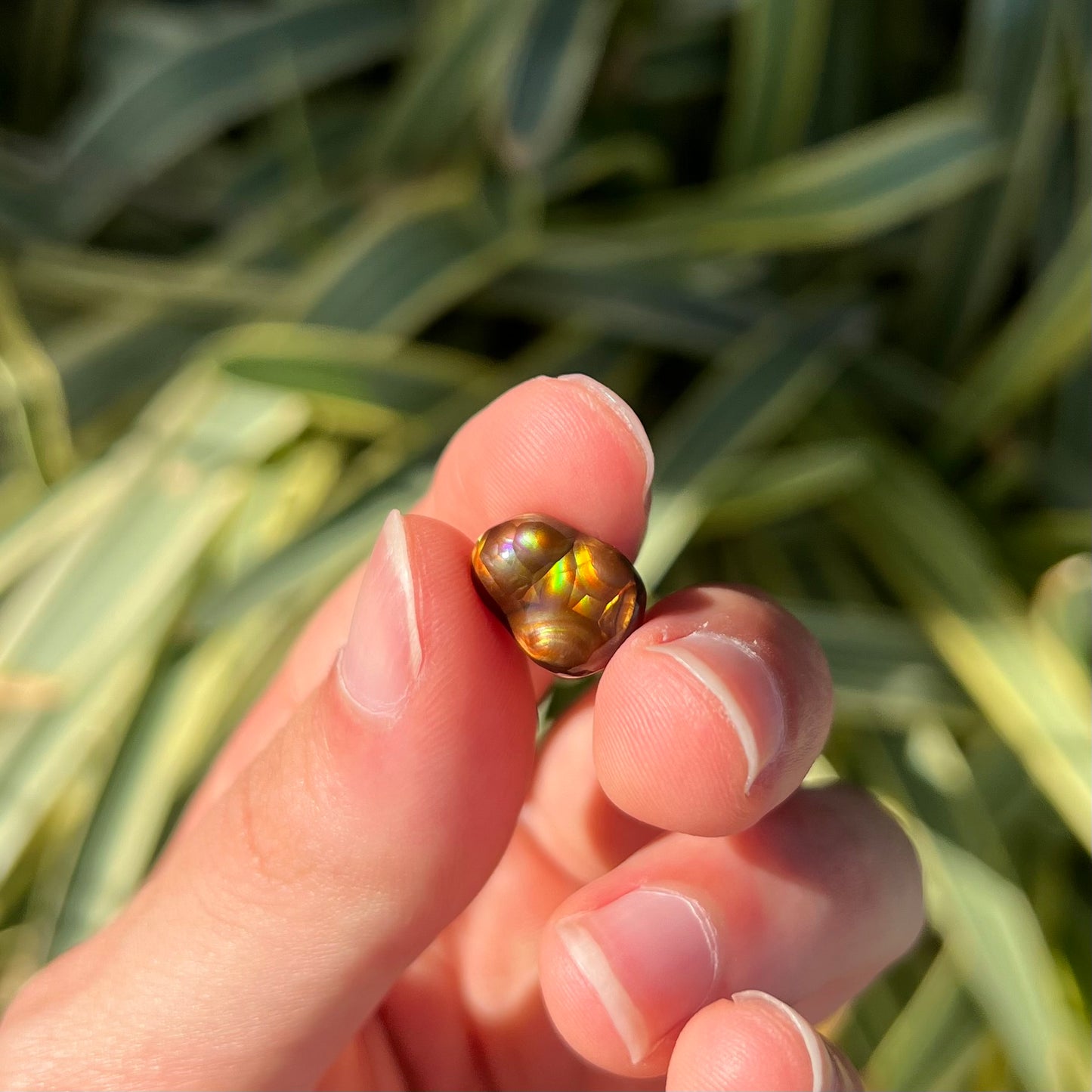 A loose, freefrom cabochon cut Mexican fire agate stone.  The stone has red, green, yellow, and purple banding.