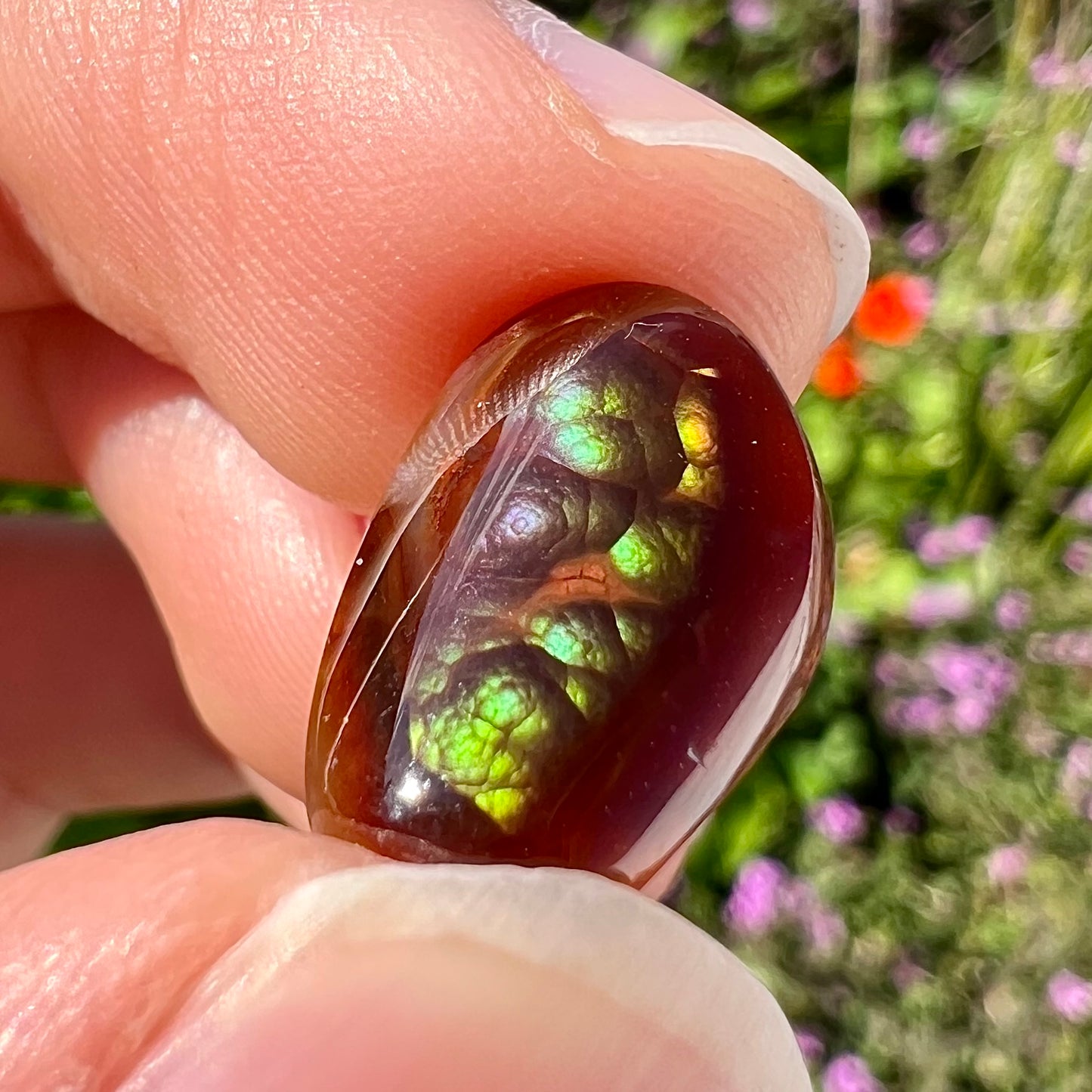 A loose, cabochon cut Mexican fire agate stone.  The stone's colors are predominantly bright green and blue.