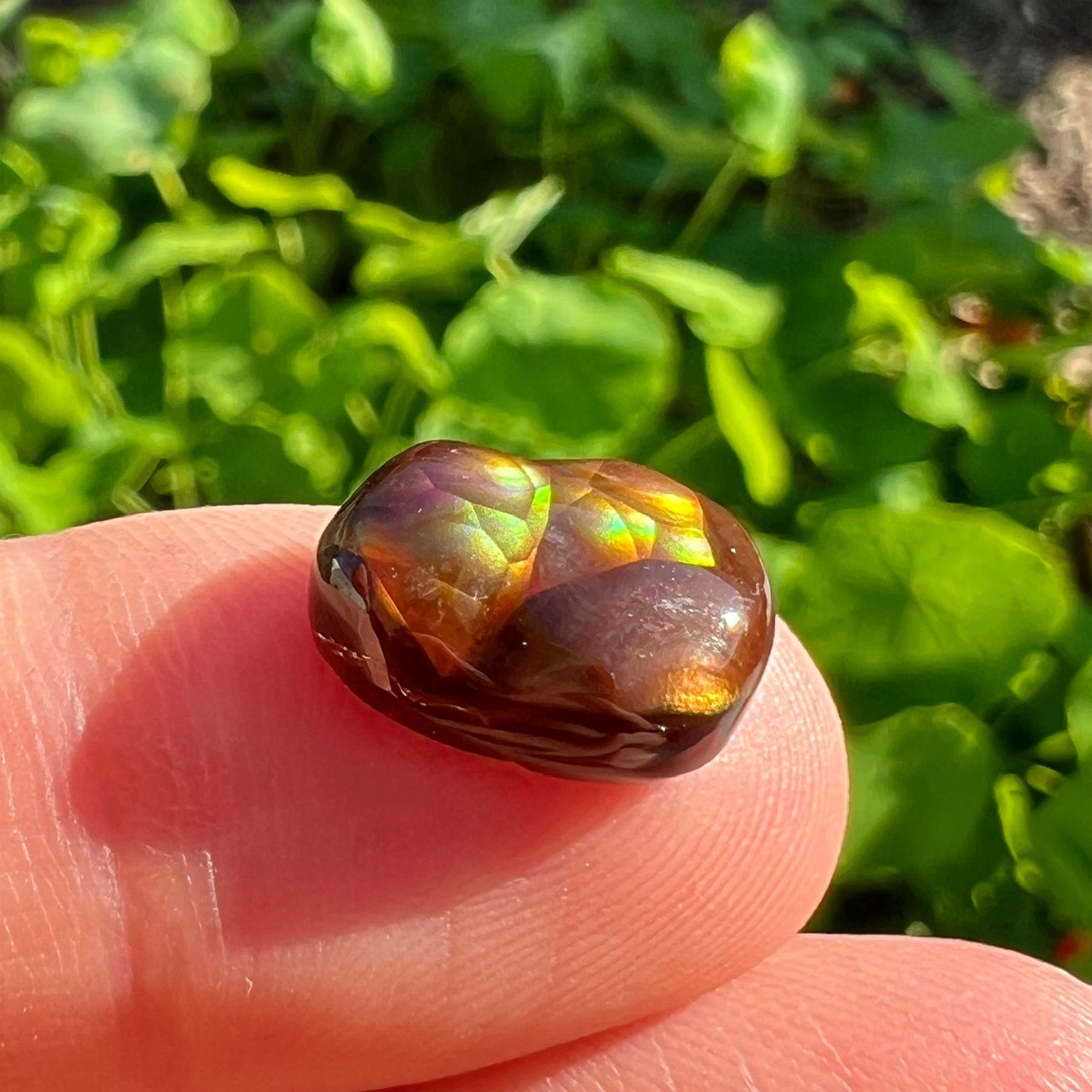 A freeform Mexican fire agate cabochon.  The stone shines with bands of green, red, orange, blue, and purple.