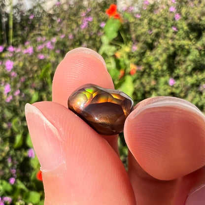 A loose, freefrom cabochon cut Mexican fire agate stone.  The stone has red, green, yellow, and purple banding.