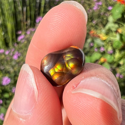 A loose, freefrom cabochon cut Mexican fire agate stone.  The stone has red, green, yellow, and purple banding.