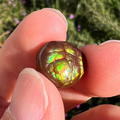 An iridescent green, yellow, and red Mexican fire agate stone.  The stone is an off-round cabochon.