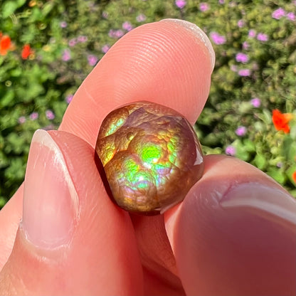 An iridescent green, yellow, and red Mexican fire agate stone.  The stone is an off-round cabochon.