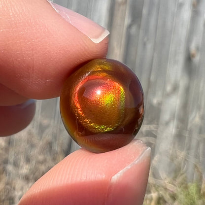 A loose, oval cabochon cut fire agate stone that has red and green colored iridescence.