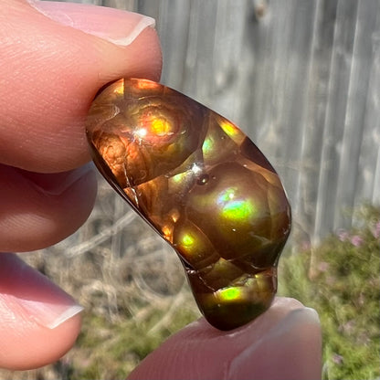 A loose, freeform shaped fire agate stone.  The fire agate has red, orange, and yellow colors on one side, and the other has green and blue colors.