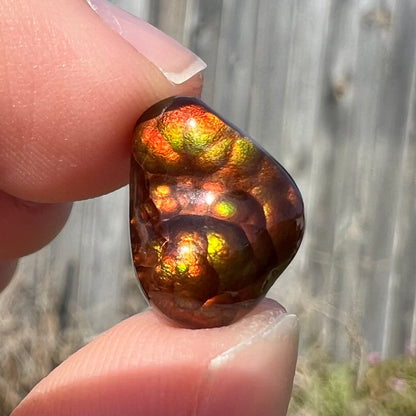 A loose, freeform fire agate gemstone.  The stone is red with green and orange iridescence.