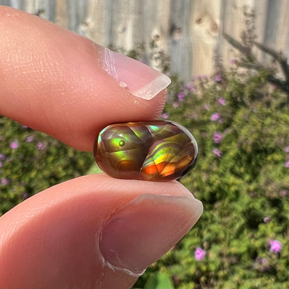 A loose, oval cabochon cut Mexican fire agate stone.  The stone has multi-colored banding with blue overtones.