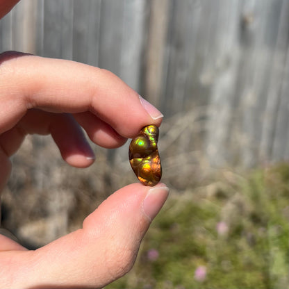 A loose, freeform shaped fire agate stone.  The fire agate has red, orange, and yellow colors on one side, and the other has green and blue colors.