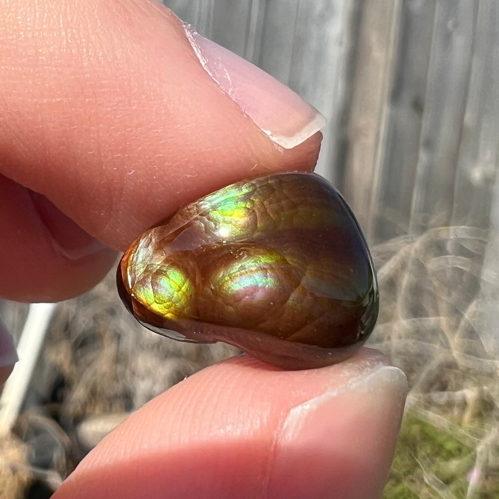 A freeform shaped fire agate cabochon with green and red iridescence.