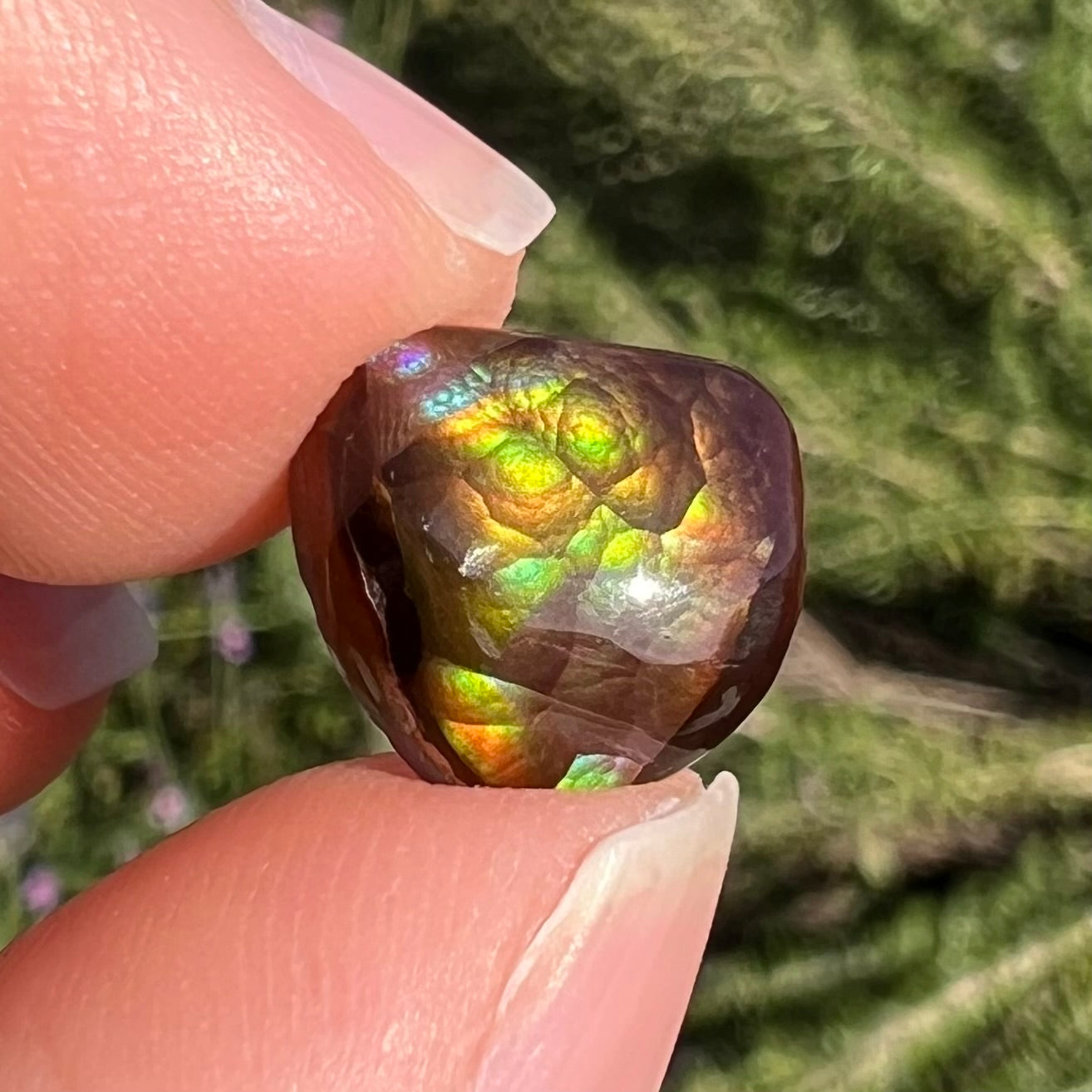 A freeform cabochon cut Mexican fire agate stone.  The stone has a bright purple flash with green, yellow, and orange.