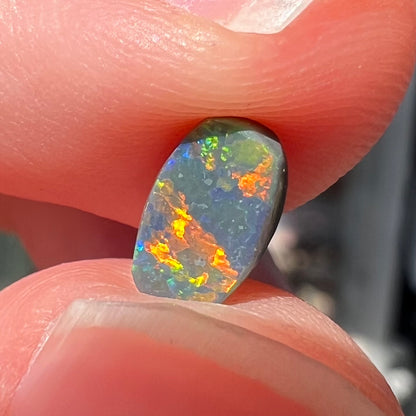 A loose, barrel shaped black opal stone from Lightning Ridge, Australia.