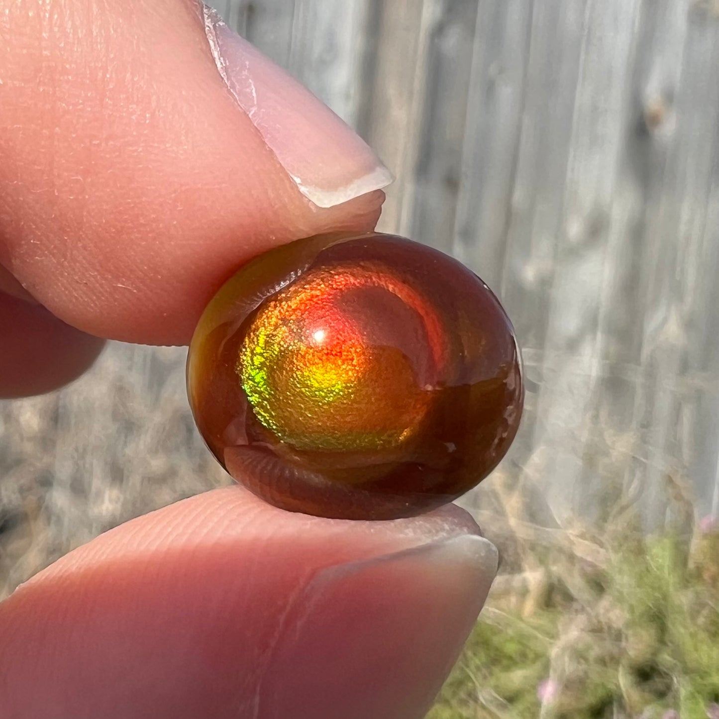 A loose, oval cabochon cut fire agate stone that has red and green colored iridescence.