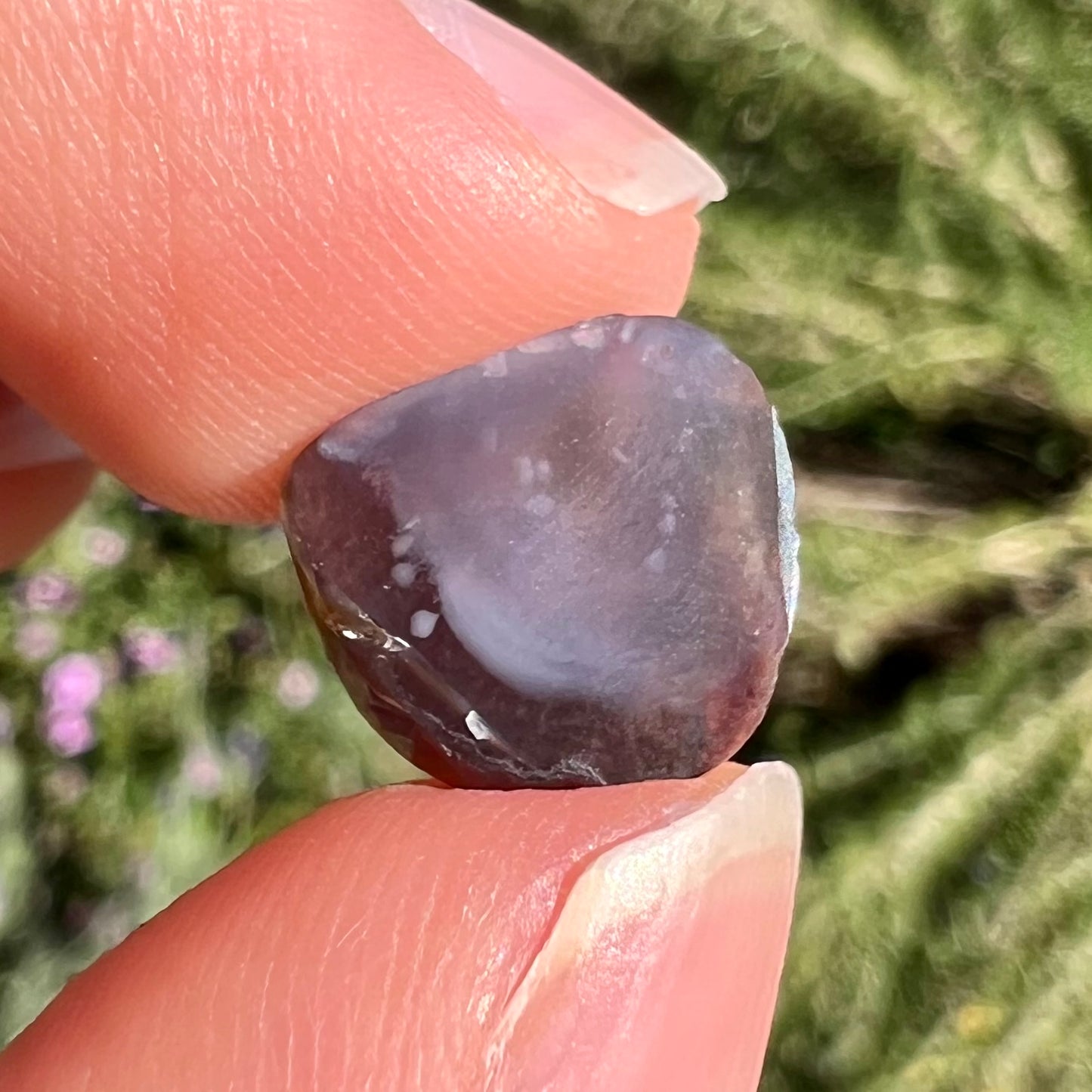 A freeform cabochon cut Mexican fire agate stone.  The stone has a bright purple flash with green, yellow, and orange.