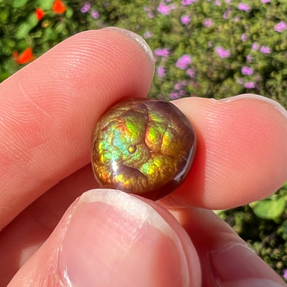 An iridescent green, yellow, and red Mexican fire agate stone.  The stone is an off-round cabochon.