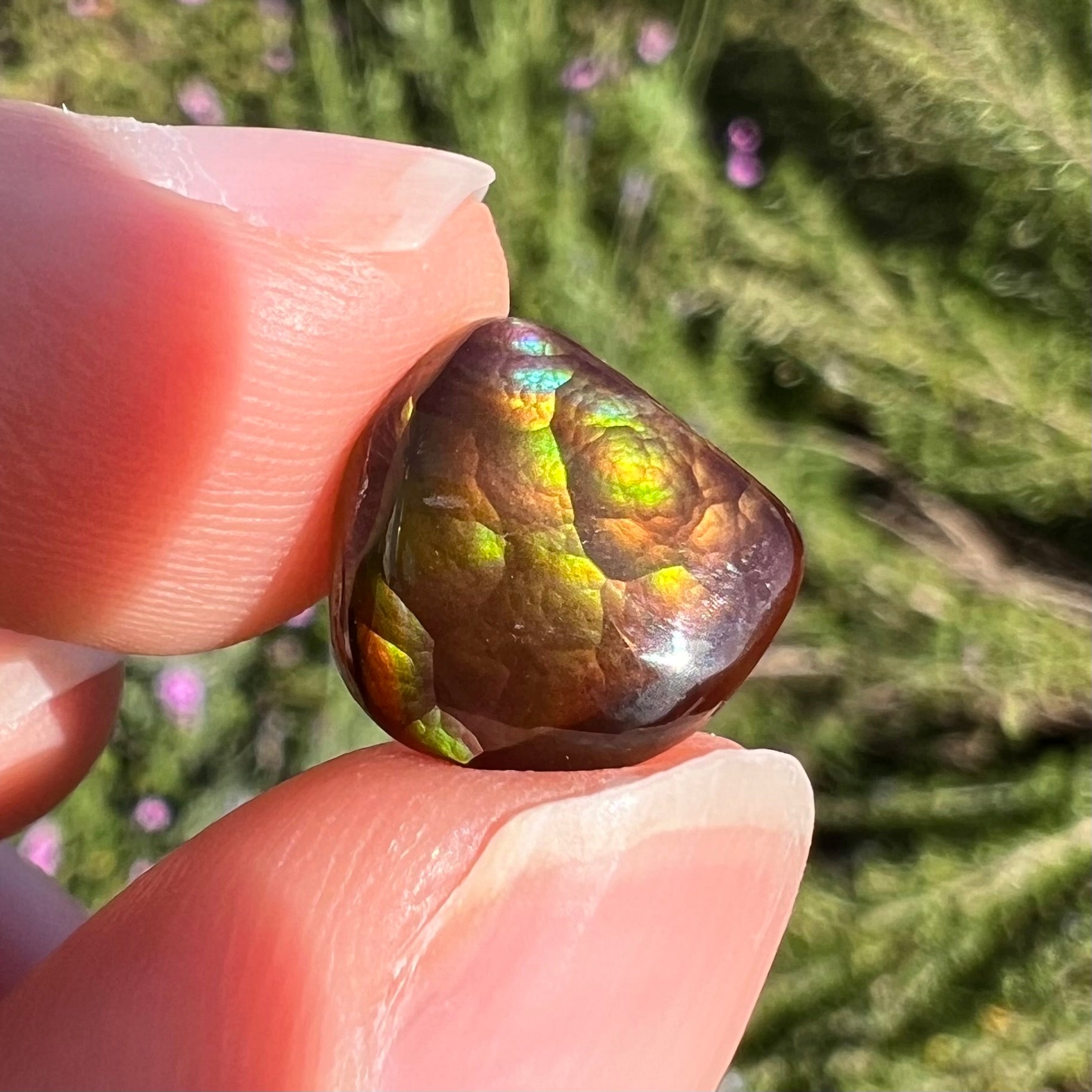 A freeform cabochon cut Mexican fire agate stone.  The stone has a bright purple flash with green, yellow, and orange.