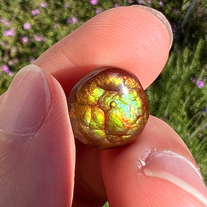 An iridescent green, yellow, and red Mexican fire agate stone.  The stone is an off-round cabochon.