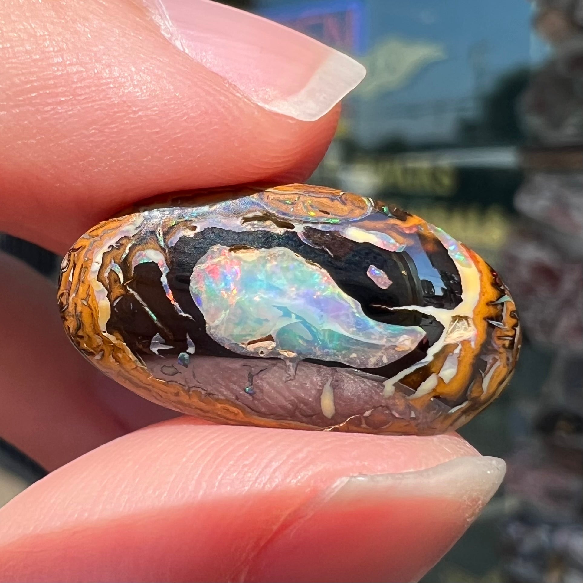 A polished Yowah nut boulder opal from Yowah, Australia.  The piece is ironstone with a center of precious opal.