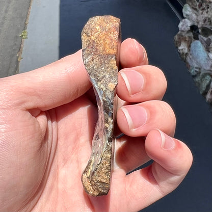 A rough specimen of boulder opal from Quilpie, Australia.