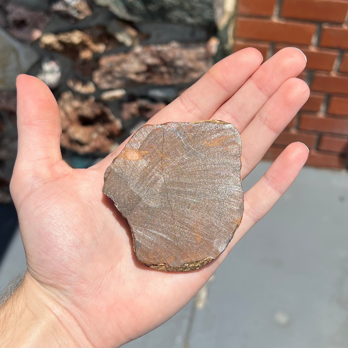 A rough specimen of boulder opal from Quilpie, Australia.